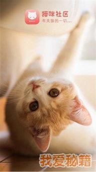 国产在线猫咪视频