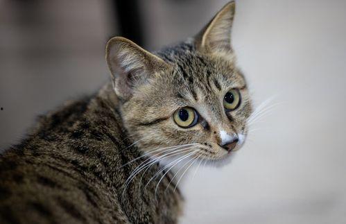 国产在线猫咪视频