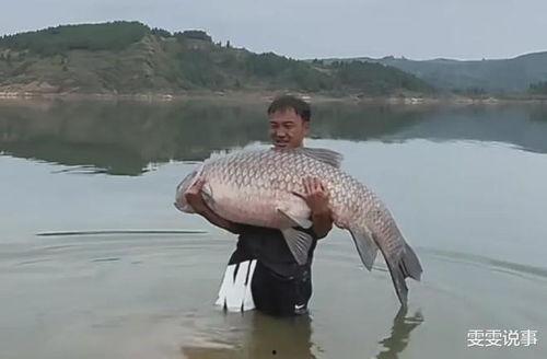 青鱼视频 国产视频,青鱼视频带你领略本土影视魅力