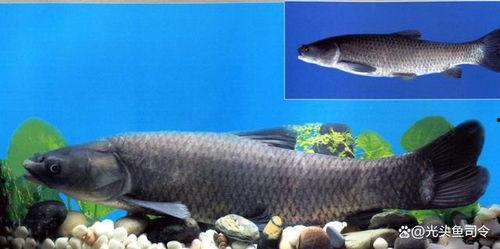 青鱼视频 国产视频,青鱼视频带你领略本土影视魅力